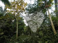 Eden Project