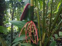 Eden Project