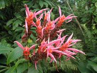 Eden Project