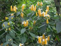 Eden Project