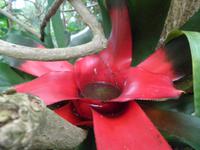 Eden Project