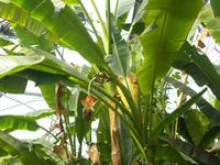 Eden Project