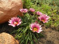 Eden Project