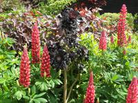 Eden Project