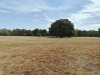 Greenwich Park