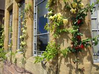 Knightshayes Court
