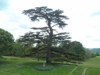 Knightshayes Court