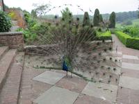 Leeds Castle