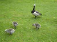 Leeds Castle