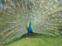 Leeds Castle