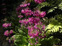 Lost Gardens of Heligan