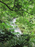 Regenwald Biom