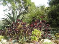 Trebah Garden