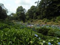 Trebah Garden