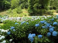 Trebah Garden