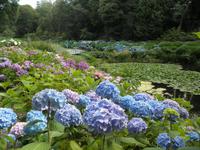 Trebah Garden