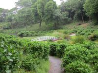 Trebah Garden