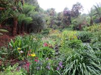 Trebah Garden