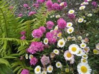 Trebah Gardens