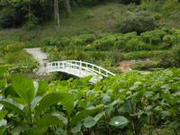 Trebah Gardens