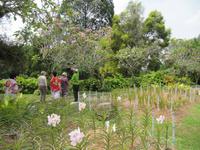 0308 Orchideengarten Kuala Lumpur
