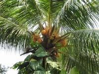 0375 Kokospalme