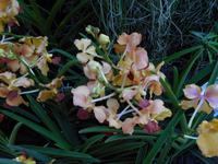 29.01.2016: Singapur - Orchideengarten