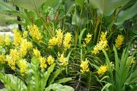 29.01.2016: Singapur - Orchideengarten