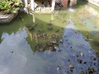 31.01.2016: Penang - Tempelanlage Kek Lok Si (Schildkröten-Teich)