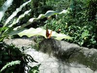 01.02.2016: Kuala Lumpur - Schmetterling-Park
