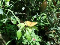 01.02.2016: Kuala Lumpur - Schmetterling-Park