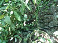 01.02.2016: Kuala Lumpur - Schmetterling-Park