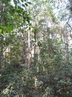 04.02.2016: Insel Phú Quoc - Spaziergang durch den Dschungel