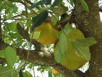 04.02.2016: Insel Phú Quoc (Jackfruchtbaum)