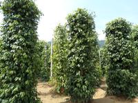 04.02.2016: Insel Phú Quoc - Pfeffergarten