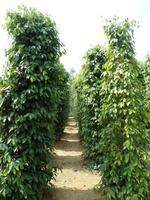 04.02.2016: Insel Phú Quoc - Pfeffergarten