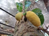 04.02.2016: Insel Phú Quoc - Mittagessen im 