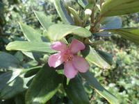 04.02.2016: Insel Phú Quoc - Weingarten (Sim-Frucht)