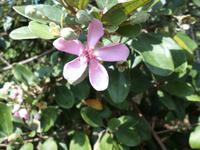 04.02.2016: Insel Phú Quoc - Weingarten (Sim-Frucht)