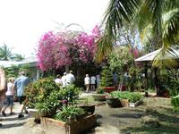 04.02.2016: Insel Phú Quoc - Weingarten