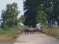 06.02.2016: Sihanoukville - AIDA-Ausflug 