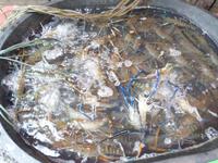 08.02.2016: Bangkok - Spaziergang durch Chinatown