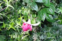 0252 Südostasien Auswahl 2017