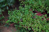 0328 Südostasien Auswahl 2017