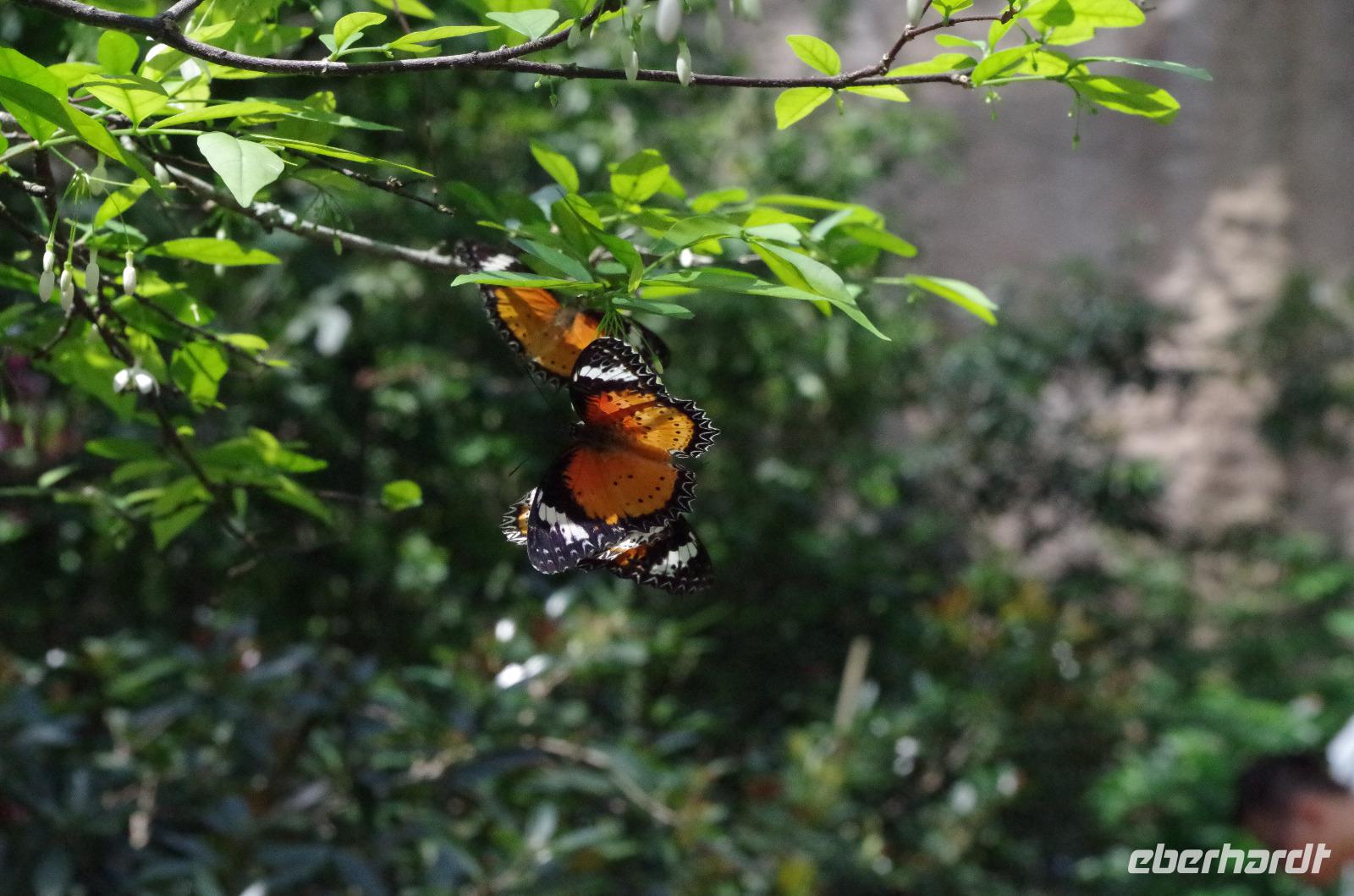0334 Südostasien Auswahl 2017