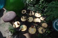 0339 Südostasien Auswahl 2017