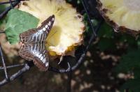 0340 Südostasien Auswahl 2017