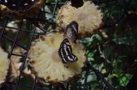 0342 Südostasien Auswahl 2017