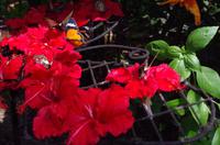 0353 Südostasien Auswahl 2017