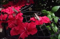 0354 Südostasien Auswahl 2017